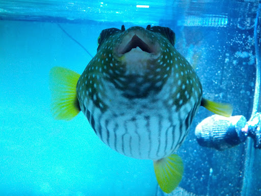 Pet Supply Store «Sunflower Natural Pet Supplies», reviews and photos, 514 Pillsbury Dr, Manhattan, KS 66502, USA