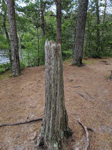 State Park «Myles Standish State Forest», reviews and photos, 194 Cranberry Rd, Carver, MA 02330, USA