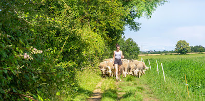 Aveyron Brebis Bio à Arvieu