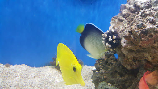 Pet Supply Store «Petco Animal Supplies», reviews and photos, 2131 Pleasant Hill Rd, Duluth, GA 30096, USA