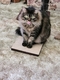 Pet Medical Center & Spa - Photo 7 - Car repair in Fresno, CA, Fresno