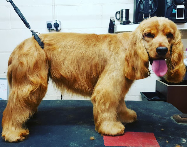 Top to Tail Dog Grooming
