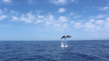 On Tales - Whales And Dolphins Watching Tours