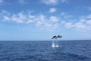 On Tales Whales and Dolphins cruises image