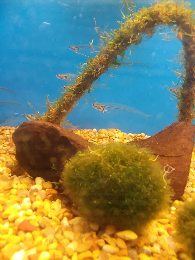 Pet Supply Store «Petco Animal Supplies», reviews and photos, 135 Crooked Run Plaza #10, Front Royal, VA 22630, USA