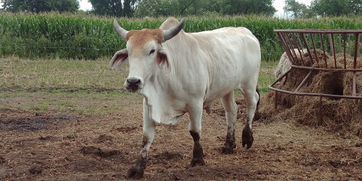 Zoo «Cricket Hollow Zoo», reviews and photos, 1512 210th St, Manchester, IA 52057, USA