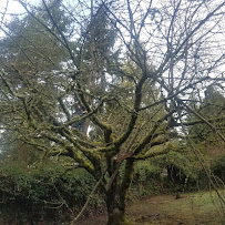 Green Seattle Landscaping & Ergtn - Photo 4 - Car repair in Seattle, WA, Kent