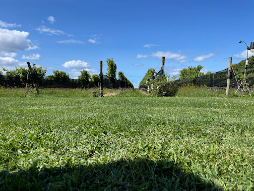 Winery «Paumanok Vineyards», reviews and photos, 1074 Main Rd, Aquebogue, NY 11931, USA