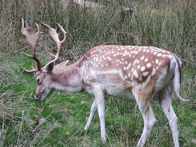Parc à Daims à Quarré-les-Tombes