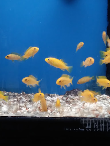 Pet Store «Animal Instincts Aquarium and Pet Center», reviews and photos, 811 Plymouth Ave, Fall River, MA 02721, USA