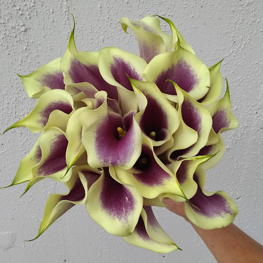 Florist «Naples Flowers Inc», reviews and photos, 979 1st Ave N, Naples, FL 34102, USA