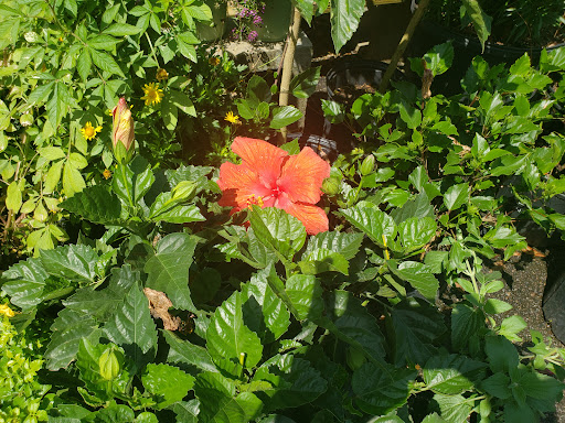 Hardware Store «Proctor Ace Hardware», reviews and photos, 5723 University Blvd W, Jacksonville, FL 32216, USA