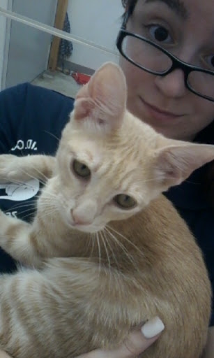 Pet Supply Store «Petco Animal Supplies», reviews and photos, 8111 W Broward Blvd, Plantation, FL 33324, USA