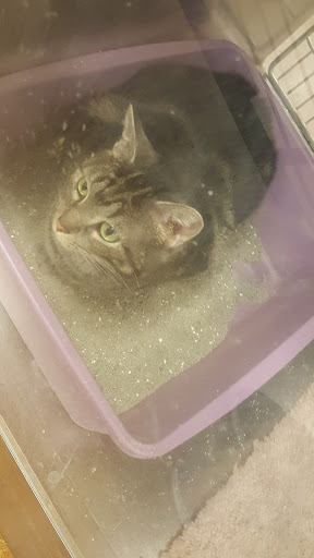 Pet Supply Store «PetSmart», reviews and photos, 7730 S Cicero Ave, Burbank, IL 60459, USA