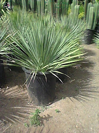 Macias Nursery, Inc. - Photo 5 - Car repair in Thousand Palms, CA, Indio