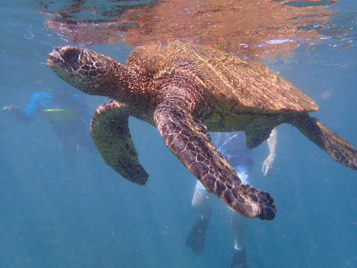 Travel Agency «First Discount Travel», reviews and photos, 4828 Cooper Rd, Cincinnati, OH 45242, USA