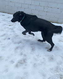 Puppy Paradise - Photo 3 - Car repair in Blakely, PA, Scranton