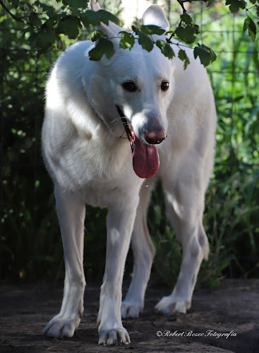 REKSIO Hotel dla psów, kotów, zwierząt domowych - Przedszkole