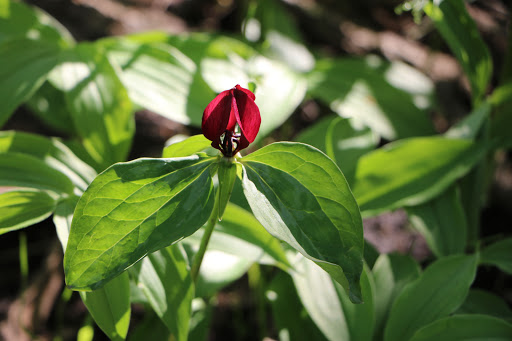 Nature Preserve «Crabtree Nature Center», reviews and photos, 3 Stover Rd, Barrington, IL 60010, USA