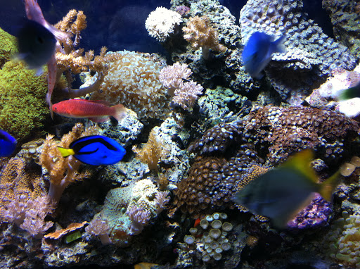 Aquarium «Fish Collection Inc», reviews and photos, 1609 NE 163rd St, North Miami Beach, FL 33162, USA