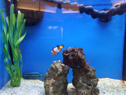 Pet Supply Store «Petco Animal Supplies», reviews and photos, 16248 FL-54, Odessa, FL 33556, USA