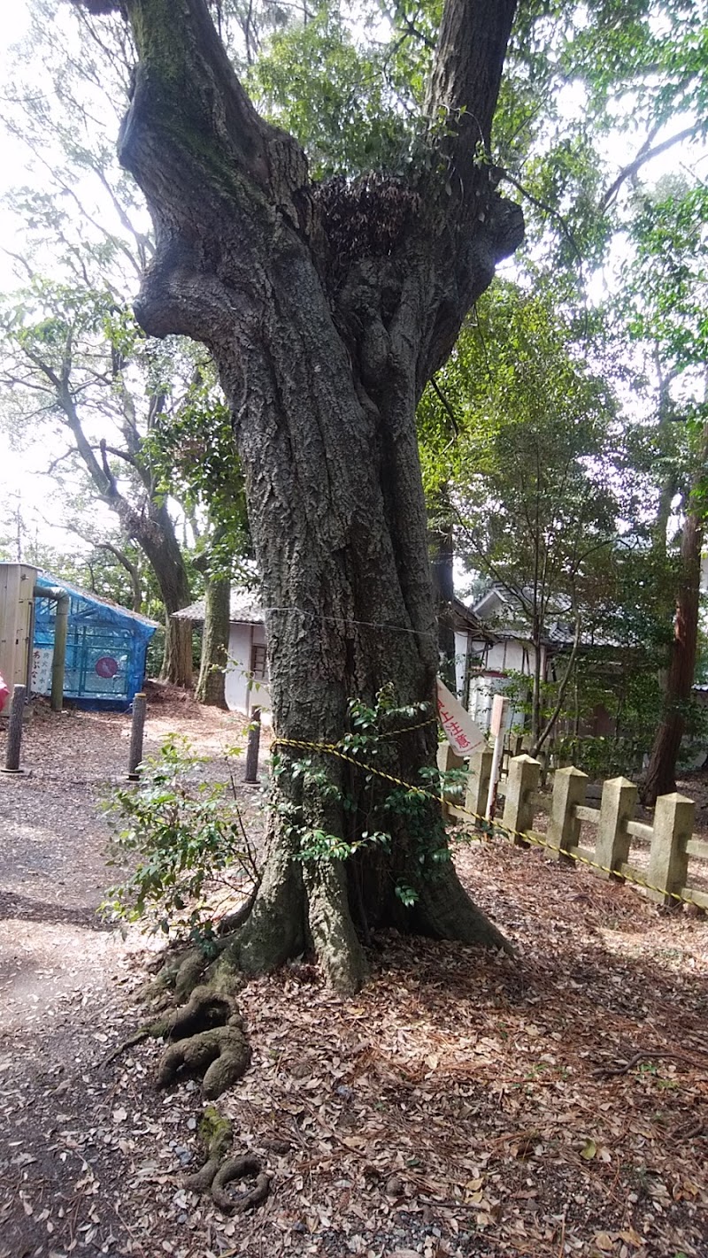水度神社境内のシイノキ群の代表木