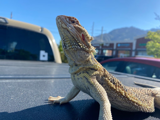 Pet Store «Healthy Pets Mountain West», reviews and photos, 2352 Fort Union Blvd, Cottonwood Heights, UT 84121, USA