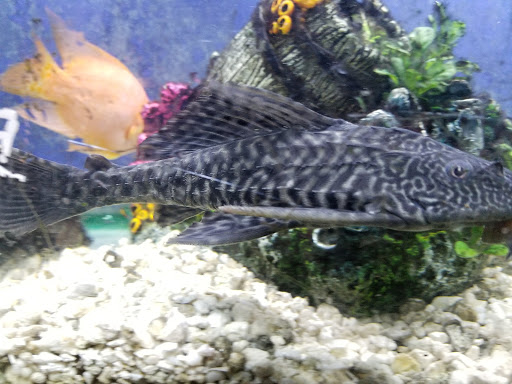 Tropical Fish Store «All About Fish», reviews and photos, 102 2nd Ave, Pleasant Hill, CA 94523, USA