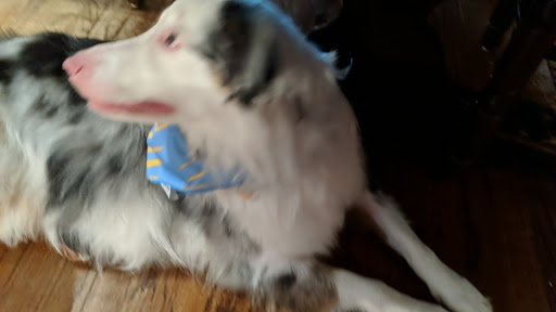 Pet Supply Store «Petco Animal Supplies», reviews and photos, 1141 Wantagh Ave, Wantagh, NY 11793, USA