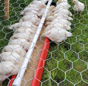 Red Coop Farms 3661 Farm to Market Rd 271, Bonham, TX 75418