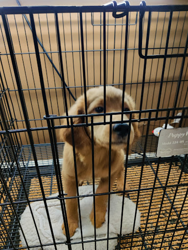 Pet Store «Little Paws Dog Shop LLC», reviews and photos, 19 E Main St, Palmyra, PA 17078, USA