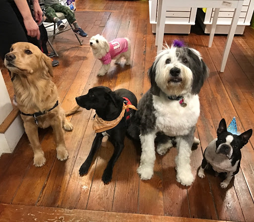 Pet Store «Pawsh Dog Boutique», reviews and photos, 31 Gloucester St, Boston, MA 02115, USA