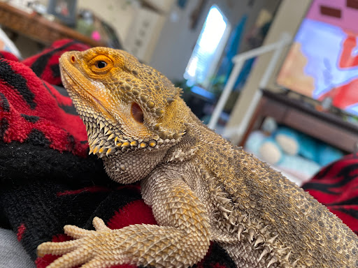 Pet Supply Store «PetSmart», reviews and photos, 1900 W International Speedway Blvd, Daytona Beach, FL 32114, USA