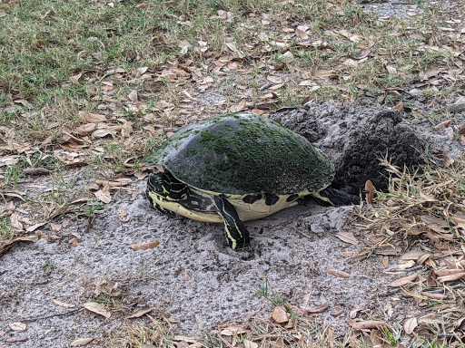 Golf Club «Pinebrook Ironwood Golf Course», reviews and photos, 4260 Ironwood Cir, Bradenton, FL 34209, USA