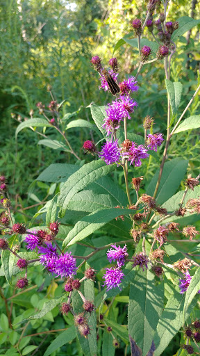 Park «Meadowbrook Park», reviews and photos, 5001 Meadowbrook Ln, Ellicott City, MD 21043, USA