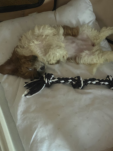 Pet Supply Store «Zoo-Rama Pets», reviews and photos, 2566 E Tremont Ave, Bronx, NY 10461, USA