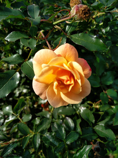 Art Museum «Detroit Institute of Arts», reviews and photos, 5200 Woodward Ave, Detroit, MI 48202, USA