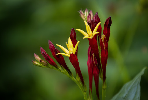 Nature Preserve «Shaw Nature Reserve», reviews and photos, 307 Pinetum Loop Rd, Gray Summit, MO 63039, USA