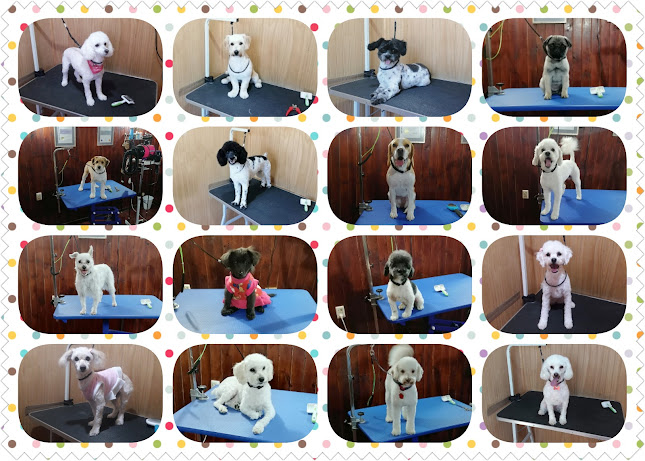 Opiniones de Pet-Dog Valdivia Ltda en Valdivia - Peluquería