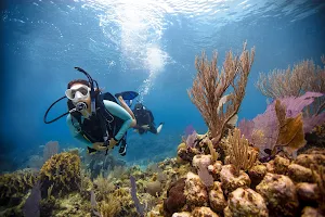 Diving Sepio image