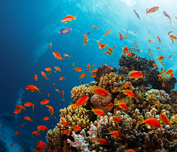 Sanborns Universidad photo