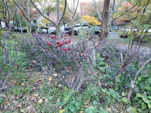 Park «Doughboy Park», reviews and photos, Woodside Ave, Woodside, NY 11377, USA