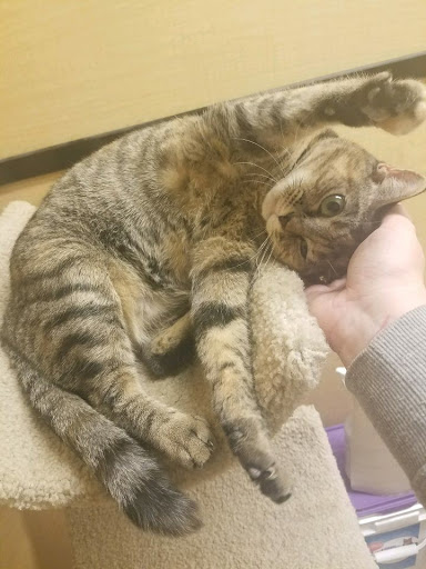 Pet Supply Store «PetSmart», reviews and photos, 3335 Cobb Pkwy NW #400, Acworth, GA 30101, USA