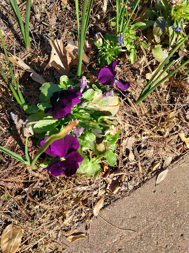 Museum «Tyler Rose Museum & Gift Shop», reviews and photos, 420 Rose Park Dr, Tyler, TX 75702, USA