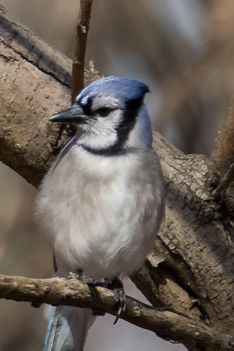 State Park «Valley Stream State Park», reviews and photos, Valley Stream State Park Rd, Valley Stream, NY 11580, USA