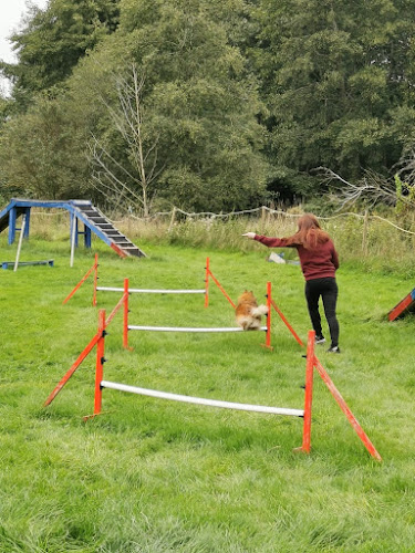 The Scurry School And Dog Agility club - Newport
