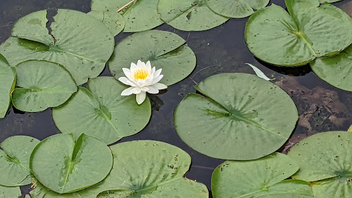 Nature Preserve «Oakhurst Forest Preserve», reviews and photos, 1680 5th Ave, Aurora, IL 60504, USA
