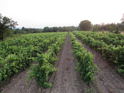 Domaine Causadias à Laroque-des-Albères