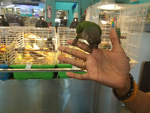 Pet Store «Parrots Of The World Aquarium and Pet Center», reviews and photos, 316 Sunrise Hwy #1, Rockville Centre, NY 11570, USA