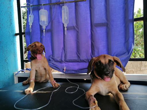 Contricia Veterinary Concerns, 305 Upper Ekenwan, Ekenwan Road, 300271, Benin City, Nigeria, Veterinarian, state Edo